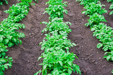 Potato plants field