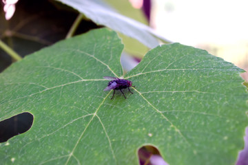 giant fly on the list