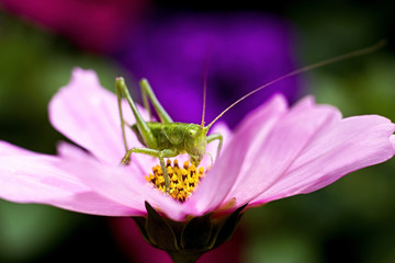 Green grasshopper on a pink flower