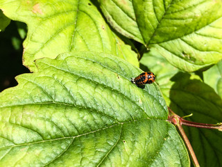 Ladybird beetle emerging from the pupa larva stage