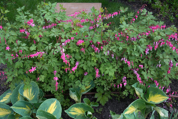Bleeding heart flower (Dicentra Spectabils)