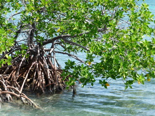 Mangrove in Belize