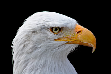 Bald eagle portrait