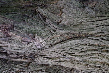 Bark of tree texture