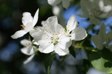 Flowers of apple trees close-up