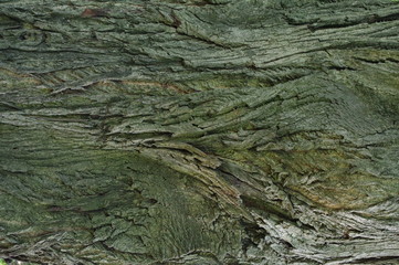 Bark of tree texture