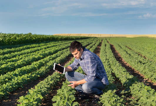 Farmer with tablet in soybean field