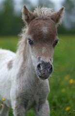 Portrait of a cute mini-horse foal - 159229288