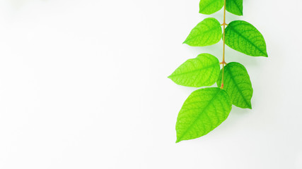 Fototapeta premium Green leaf on white background close up