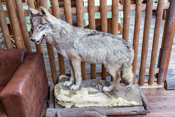 Dummy of a large gray wolf against a wooden fence
