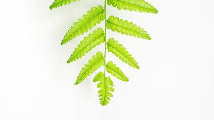 Green leaf on white background close up