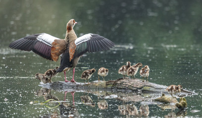 nilgänse © Klaus Haase 