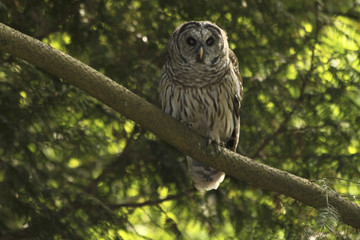 Barred owl in the woods with green yellow hue