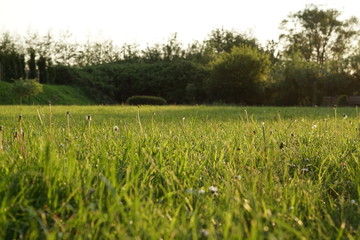 Gläser auf einer grünen Wiese