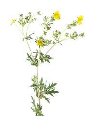 Hoary cinquefoil (Potentilla argentea) isolated on white background. Medicinal plant - obrazy, fototapety, plakaty