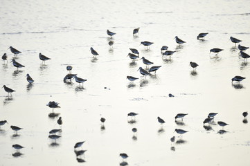 The sea bird