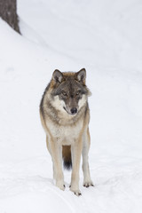 Gray wolf in winter