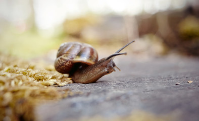Curious brown snail
