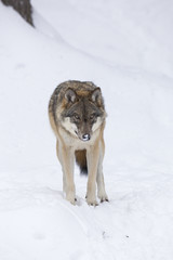 Gray wolf in winter
