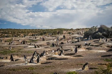 Poster Penguins and their nests © Pav-Pro Photography 