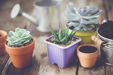 Succulents in pots, bucket with soil and watering can. Planting and care of houseplants and flowers.