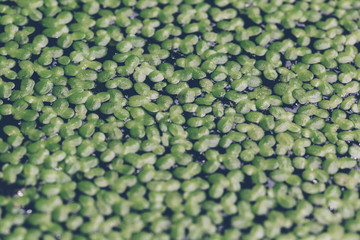 Duckweed close up with shallow depth of field
