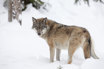 Grijze wolf in de winter