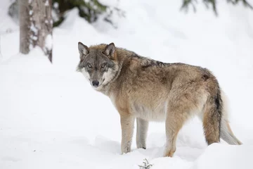 Abwaschbare Fototapete Wolf Grauer Wolf im Winter