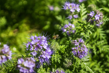 Honigbiene und Phacelia