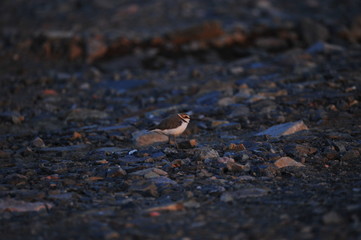The sea bird