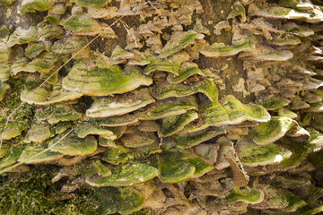 Mushrooms on a tree trunk in autumn forest