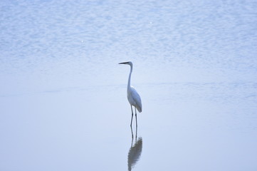 egrets