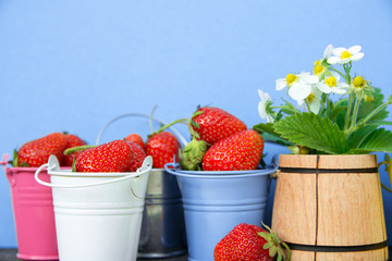 Fresh strawberries in Colored buckets With flower and leaves on wooden table. space for text
