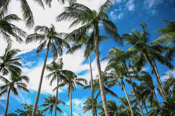 Obraz na płótnie Canvas coconut palm tree on blue sky