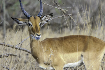 African Impala