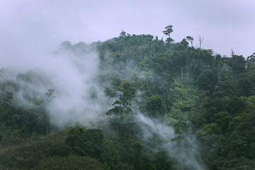 Early morning mist at a tropical rain forest