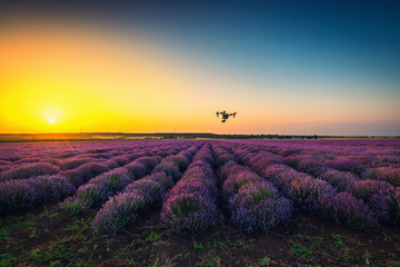 Sunset Blooming lavender field and flying drone quadcopter over endless rows