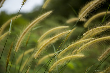 Detailed rye spike in the rye field. Agriculture concept