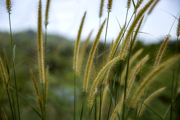 Detailed rye spike in the rye field. Agriculture concept