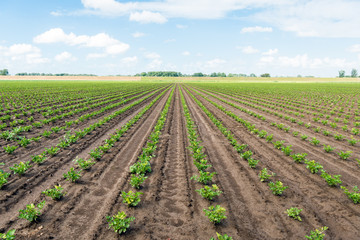 Fototapeta na wymiar Long converging rows with young Celeriac plants on a wet field