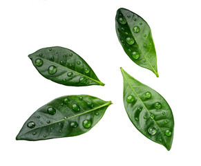 Citrus leaves with drops isolated on a white background