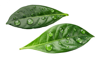 Fototapeta na wymiar Citrus leaves with drops isolated on a white background