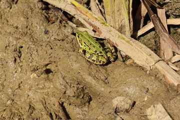 Green "Edible Frog" (or Common Water Frog, Green Frog) in its habitat in Ulm, Germany. Its Latin name is Pelophylax Esculentus (Syn Rana Esculenta)