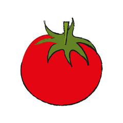 tomato food draw illustration icon vector design graphic