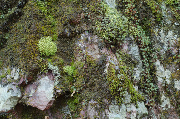 赤岩青巌峡の風景