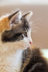 Kleine Katze - Jungtiere als Haustier