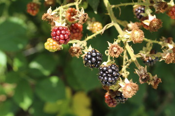 "Blackberries" in nature in Ulm, Germany. Its Latin name is Rubus Fruticosus.