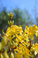 Obraz premium Rhododendron luteum. Also known as yellow or honeysuckle azalea.
