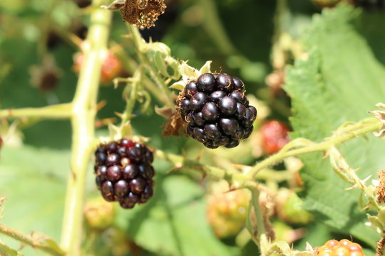 "Blackberries" in nature in Ulm, Germany. Its Latin name is Rubus Fruticosus.