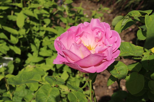 Hybrid deep pink "English Rose The Herbalist" (or Austin Rose, Austins Herbalist) in Ulm, Germany. It was first bred by David Austin in 1991.